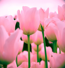 Pink tulips on blurred background, close up. Spring flowers in the garden with bokeh effect for floral wallpaper, flyers, banners, poster or holiday card.