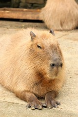 カピバラ アップ