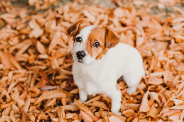 cute small jack russell terrier dog lying on brown leaves outdoor. Autumn concept