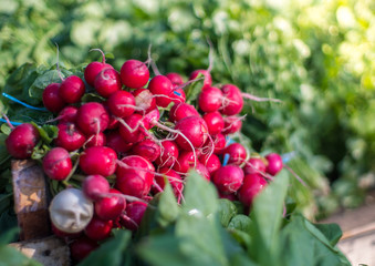 Group of or Freshly harvested, red radish. Stack of Vibrant red radish on market or bazar with green leaves in background.