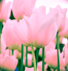 Pink tulips on blurred background, close up. Spring flowers in the garden with bokeh effect for floral wallpaper, flyers, banners, poster or holiday card.