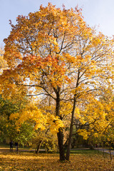 Fototapeta na wymiar Autumn landscape, old maple with yellow leaves in a city park lit by the sun