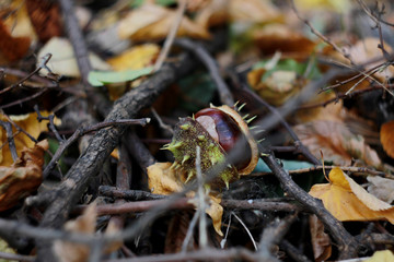 View of the chestnut in the peel, which lies in the park among dry trees and yellow autumn leaves