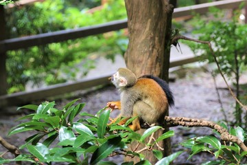 手すりに載るリス猿