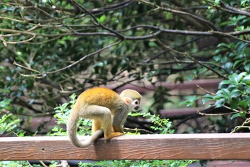 手すりに載るリス猿