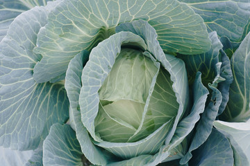Obraz premium head of cabbage in a garden close-up