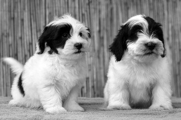 Bichon havanese puppies  - 290035393