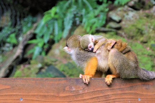 リス猿の家族