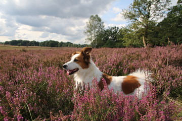 Hund Leila posiert vor der blühenden Heide.