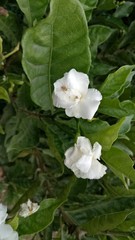 Obraz premium white flower in the garden
