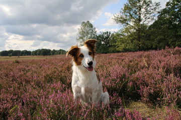 Hund Leila posiert vor der blühenden Heide.