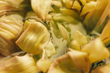 Pale yellow flower in water extreme close-up