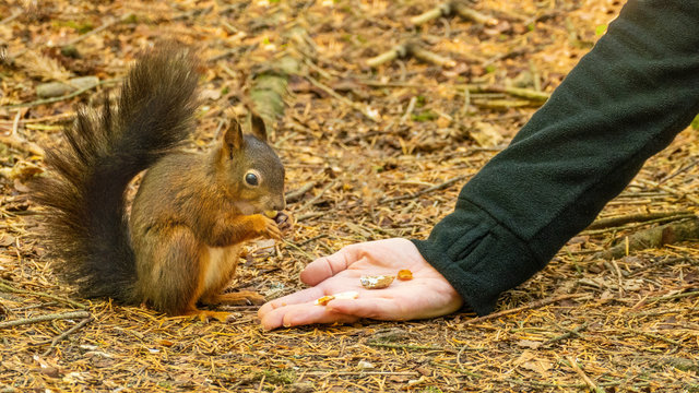 Junge Frau f&uuml;ttert Eichh&ouml;rnchen im Wald