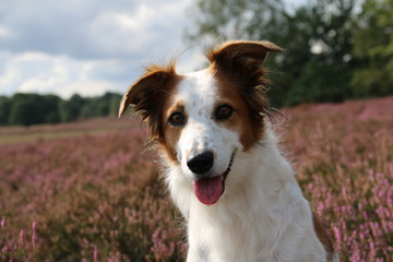 Hund Leila posiert vor der blühenden Heide.