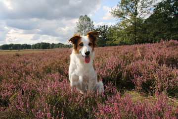 Hund Leila posiert vor der blühenden Heide.