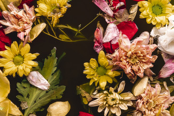 Flat lay multi colored flowers in water