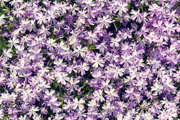 Blooming lilac picturesque flowers pattern