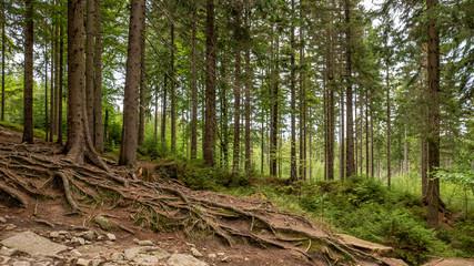 Path to waterfall Kamienczyk in Szklarska Poreba forest, Poland. 