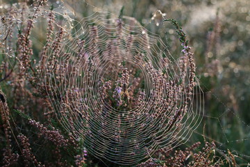 Keines Spinnennetz in der blühenden Heide