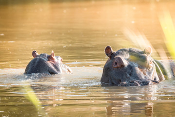 closeup portrait of hippos in kruger national park, south africa - obrazy, fototapety, plakaty