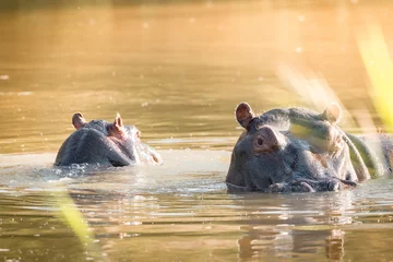 Tuinposter closeup portrait of hippos in kruger national park, south africa © Fabian Engelhardt