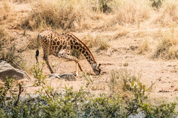 giraffe drinking. Kruger national park, south africa