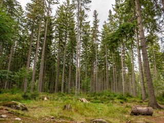 Entrance to the woodland. Path leading to the forest.