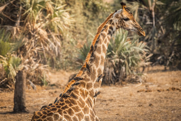 Redbilled Oxpecker on Giraffes neck in Kruger national Park. South Africa