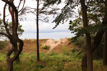 Durchblick zum Meer; Küstenwald in Heringsdorf an der Ostsee