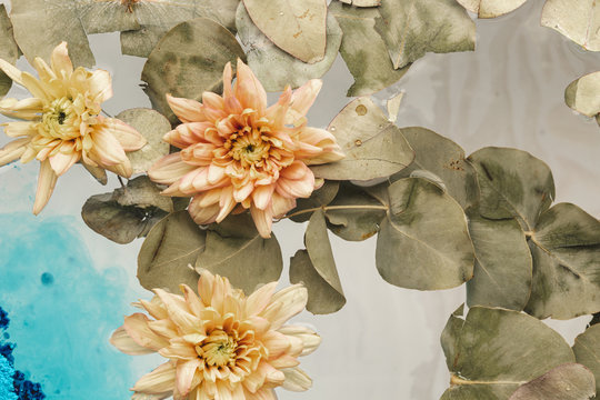 Pale Orange Flowers In Water