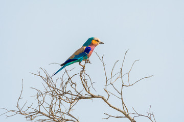 colorful bird ( Lilac breasted Roller) in Kruger national park. South Africa