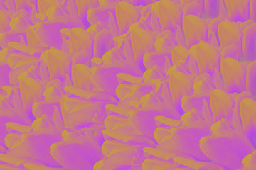 pink background of tulip petals