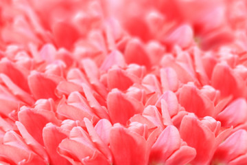 abstract background of red tulips