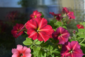 Bright flowering petunia in sunny day. Colorful garden on the balcony.