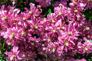 Naklejka premium Clematis montana 'Broughton Star', a double pink flowered climbing ornamental garden plant.