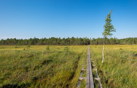 Footpath duckboards on a beautiful summer morning in Kurjenrahka National Park, Finland.