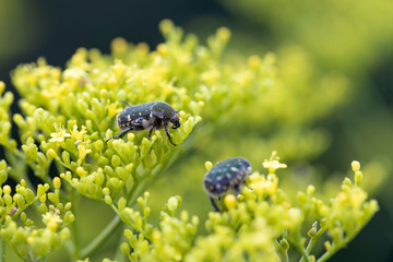 オミナエシの花の上のコアオハナムグリ