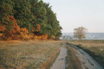 autumn panorama of the road near the yellow forest