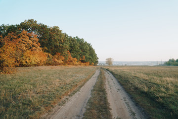 Fototapeta na wymiar autumn panorama of the road near the yellow forest