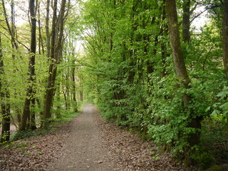 Fototapeta premium Pure Nature