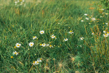 A lot of daisies on a cherished field on a warm summer evening.