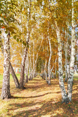 Birch grove on a bright sunny day in autumn.