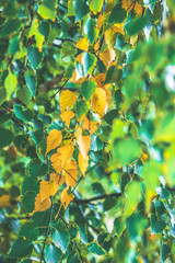 Branches of yellow and green foliage of birch on a warm sunny day in autumn. Indian summer.