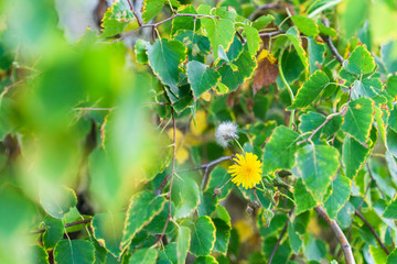 Branches of yellow and green foliage of birch on a warm sunny day in autumn. Indian summer.
