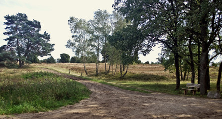 wenn die Heide blüht...