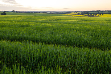 Canola Crops Western Australia