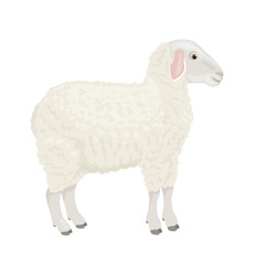 Sheep isolated on a white background. Vector illustration of a domestic farm animal in cartoon simple flat style.