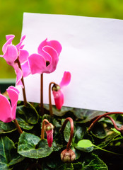 Spring ideas. Blank note decorated with pink purple cyclamen flowers. Thank you or greeting card idea.