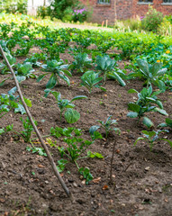 Ecological agriculture