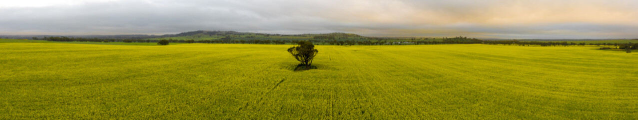 Obraz premium Canola Crops Western Australia